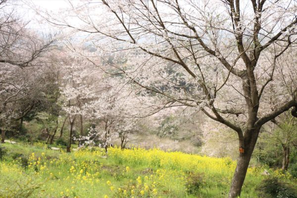 水明台エドヒガンの森